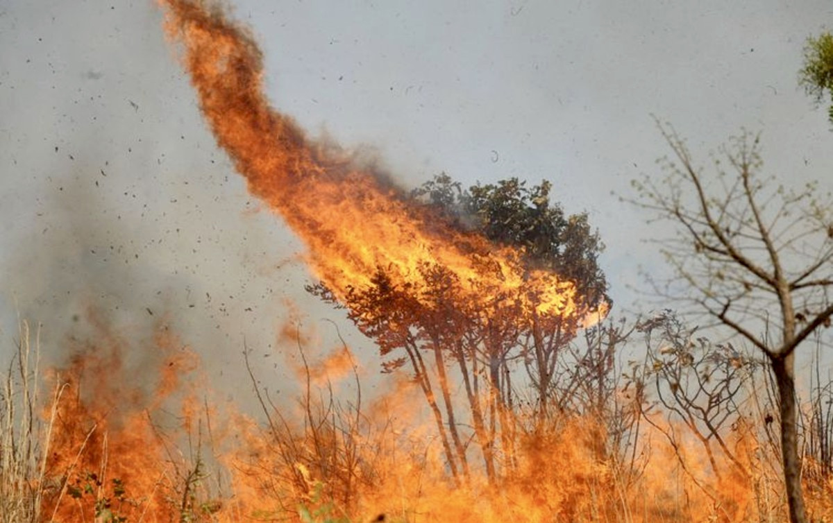 Onças com patas queimadas e animais carbonizados ‘são a imagem do Brasil sob Bolsonaro’